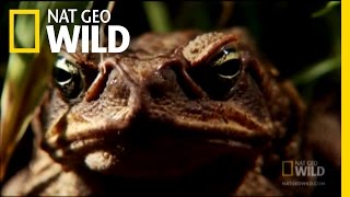 Venomous Cane Toads  Nat Geo Wild [upl. by Brebner]