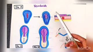 Tercera semana de gestación  Neurulación gastrulación y notocorda [upl. by Penni]