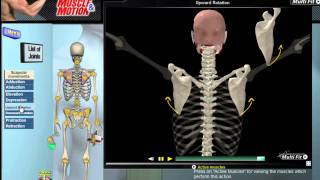 How Scapular Movement Works 3D Anatomy amp Diagrams [upl. by Yeclek]