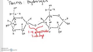 Hydrolysis of Maltose [upl. by Siubhan]