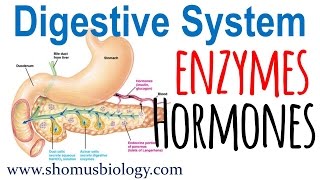 Digestive enzymes and hormones [upl. by Nnek]