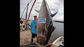 Worlds Biggest Tuna Ever Caught [upl. by Wycoff]