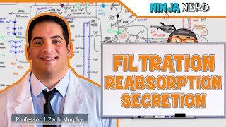 Renal  Filtration Reabsorption and Secretion Overview [upl. by Aikcir206]