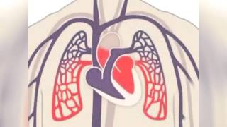 The Heart Part 1  Under Pressure Crash Course Anatomy amp Physiology 25 [upl. by Anana]