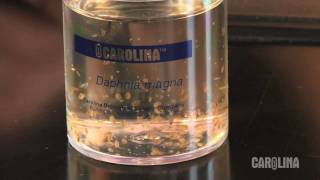 How to Care for Daphnia [upl. by Yborian141]