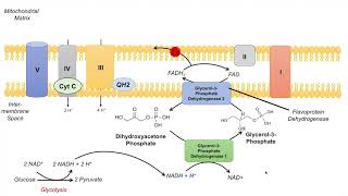 GlycerolPhosphate Shuttle  NADH Electron Transport Chain and ATP Yield [upl. by Yesnik488]