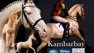 Kambarbay Perlino Akhal Teke  The Ninth Wonder Of The World [upl. by Anasus135]