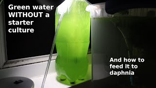 Green Water WITHOUT a Starter Culture  From Scratch  How To [upl. by Repsac]