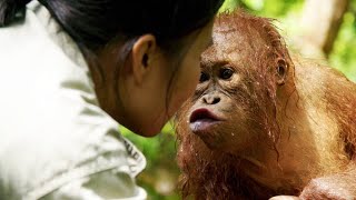 Young Orangutan Learns How to Scoop Water [upl. by Fleurette87]