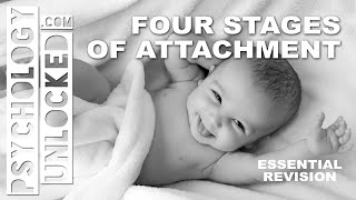 Four Stages of Attachment John Bowlby  Attachment  Psychology Revision Tool [upl. by Madelena]