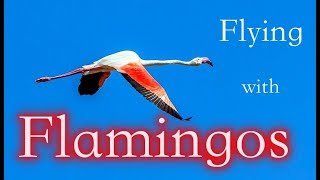 Flying With the Flamingos 4K [upl. by Atteiram]