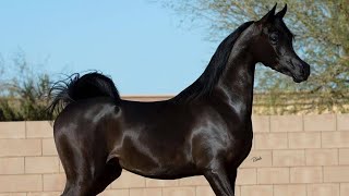 Arabian horse videos compilation  3  💕❤️ 2021 Try not to watch it till the end [upl. by Merkley]