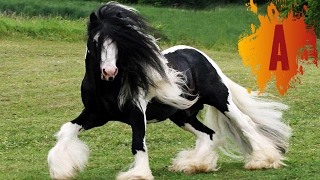 10 Most Beautiful Horse Breeds In The World [upl. by Kelila455]