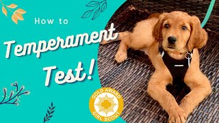 How to Temperament Test Puppies •Service Dog Prospect Tips Included• [upl. by Annot]