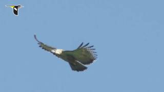 Soaring Philippine Eagle [upl. by Kimberlyn851]