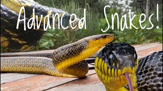 5 Great Advanced Snakes [upl. by Neu]