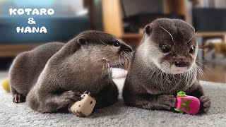 人間みたいなケンカするカワウソカップルの日常 Otter Couple Staring at Each Other and Fighting [upl. by Hedi361]