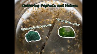 How To Culture Daphnia and Moinas using Green Water Spirulina powder [upl. by Orton]