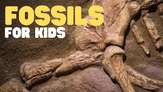 Fossils for Kids  Learn all about how fossils are formed the types of fossils and more [upl. by Anirdua874]