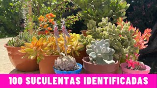 100 SUCULENTAS IDENTIFICADAS  Nombres Cientificos [upl. by Elene645]