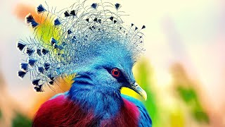 Most Beautiful  Victoria Crowned Pigeon [upl. by Westhead]