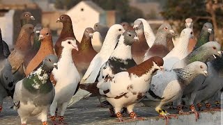 kabootar bazi  kabootar pakar houa  kabotar video  pigeons [upl. by Kenwood188]