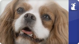 Doglopedia  Cavalier King Charles Spaniel [upl. by Nahtanha]