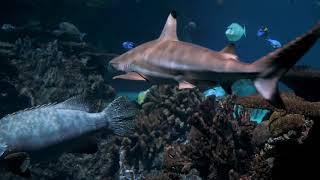 Amazing Underwater World  Pemandangan Dunia bawah laut [upl. by Donelle]