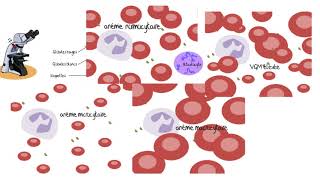 Comprendre les analyses sanguines [upl. by Columba]