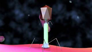 Bacteriophage T4 Virus  3D Animation [upl. by Prudhoe]