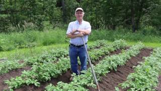 How to mound potatoes [upl. by Ihtac]