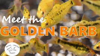 Meet the Golden Barb  Species Profile [upl. by Endor299]