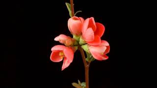 Japonica Chaenomeles japonica blossom time lapse [upl. by Aanas134]