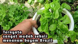 menanam bayam brazil di pot  ternyata sangat mudah sekali menanam bayam brazil [upl. by Earized]