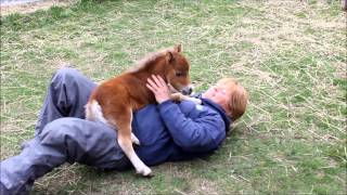 SPÉCIALPoulain miniature horse vraiment spécial au Ranch BBSM [upl. by Custer55]