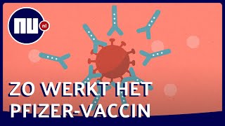 Zo moet het Pfizervaccin het coronavirus in je lichaam bestrijden  NUnl [upl. by Vita]