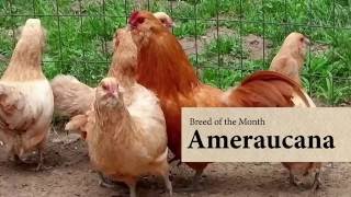 Ameraucana Chicken August Breed of the Month [upl. by Zertnom]