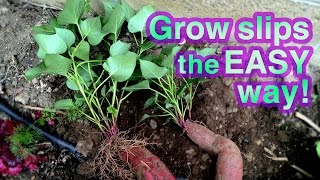 How to Grow Sweet Potato Successfully  Its Super EASY [upl. by Rumery351]