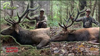 Roosevelt Archery Elk Hunting  Two BIG Coastal Bulls [upl. by Ludewig]