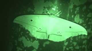 ムビる04288 やっぱり大きいヤママユ Moth [upl. by Ilyk]