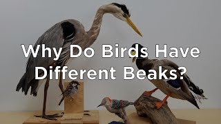 Why Do Birds Have Different Beaks 2nd  5th Grade [upl. by Richelle]