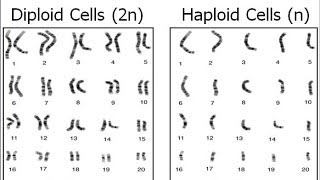 Haploid vs Diploid [upl. by Ahab503]