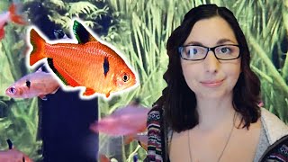 Serpae Tetra Care Guide 🐟 Red Minor Tetra 🐟 Beginner Care For Serpae Tetras [upl. by Enileoj]