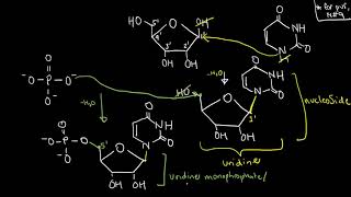 BIOCHEM 24  Nucleotide Structure [upl. by Aisac]