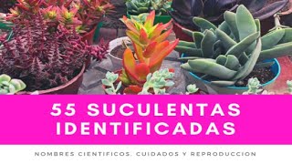 55 SUCULENTAS IDENTIFICADAS  Nombres científicos cuidados y reproducción [upl. by Esinereb728]