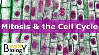 Mitosis amp the Cell Cycle updated [upl. by Nrehtac]