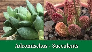 How to Grow Adromischus a rare and fascinating group of succulents [upl. by Cummine]