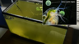 Raising Daphnia for the Freshwater Aquarium [upl. by Noby]