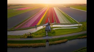 Tulips in The Netherlands 4k [upl. by Enihpesoj]