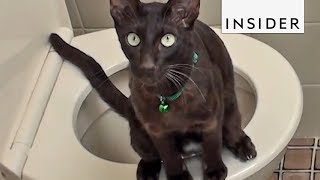 How To Potty Train Your Cat [upl. by Eeldivad]